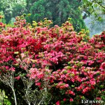 Red Azaleas - Seasonal Beautiful Flowers of Darjeeling