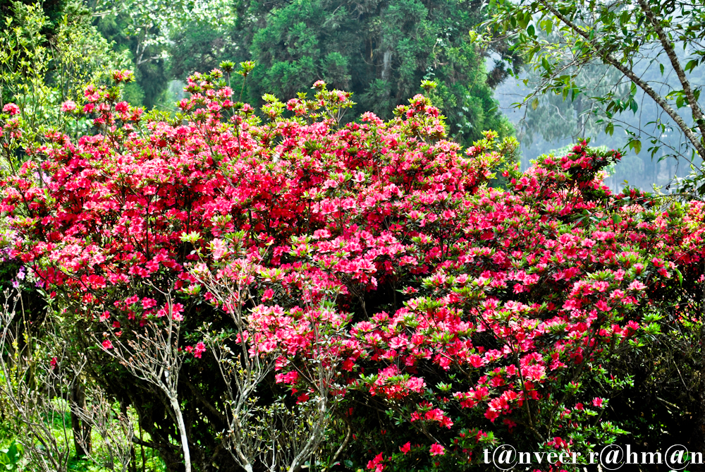 #Red Azaleas – Seasonal Beautiful Flowers of Darjeeling