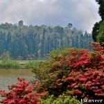 Red Azaleas - Seasonal Beautiful Flowers of Darjeeling