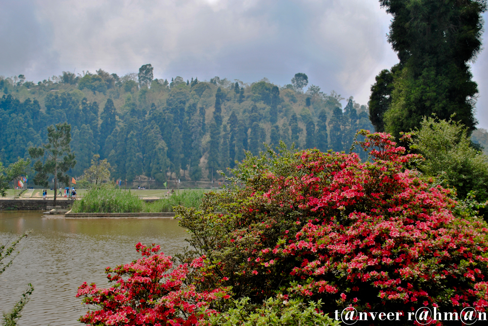 #Red Azaleas – Seasonal Beautiful Flowers of Darjeeling