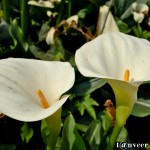 Caladium - Seasonal Beautiful Flowers of Darjeeling