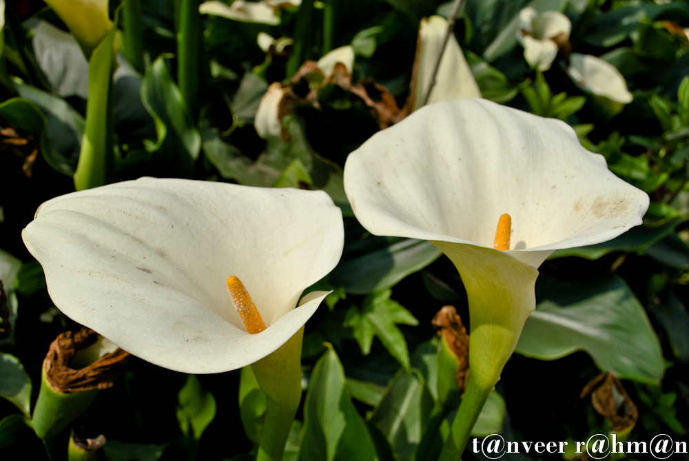 #Caladium – Seasonal Beautiful Flowers of Darjeeling