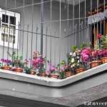 Different color azaleas in the flower pots, red, pink, crimson etc. Except the 2 fower pots on left have red & white geraniums