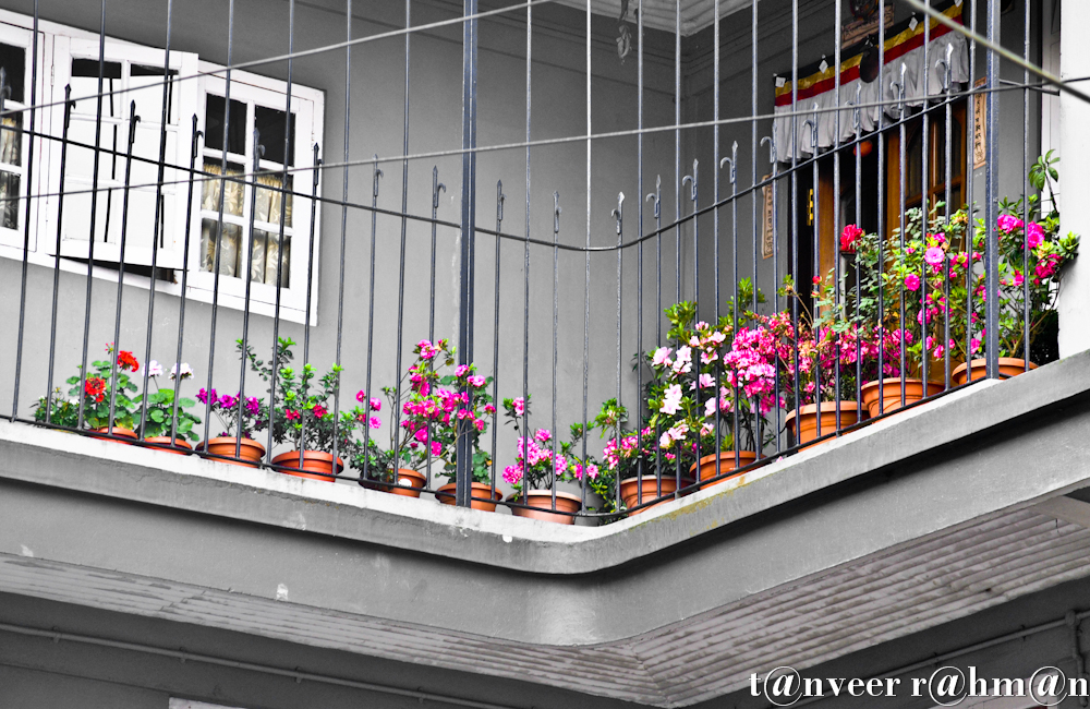 #Different color azaleas in the flower pots, red, pink, crimson etc. Except the 2 fower pots on left have red & white geraniums