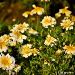 Marigolds - Seasonal Beautiful Flowers of Darjeeling