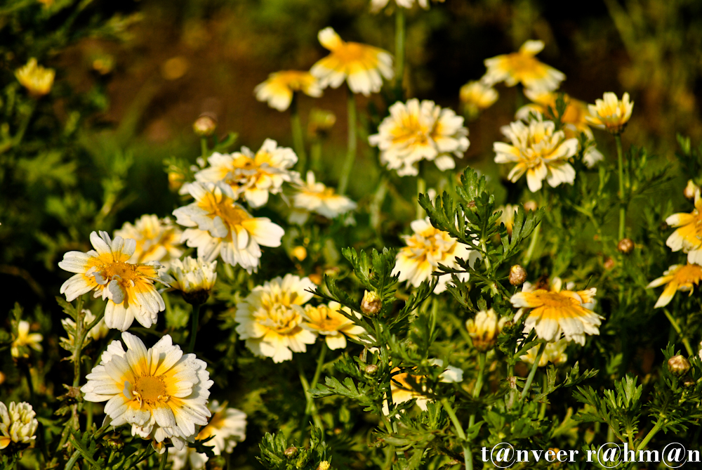 #Marigolds – Seasonal Beautiful Flowers of Darjeeling