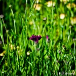 Purple cornflower - Seasonal Beautiful Flowers of Darjeeling