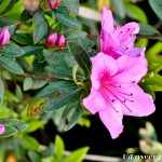 Pink Azaleas - Seasonal Beautiful Flowers of Darjeeling