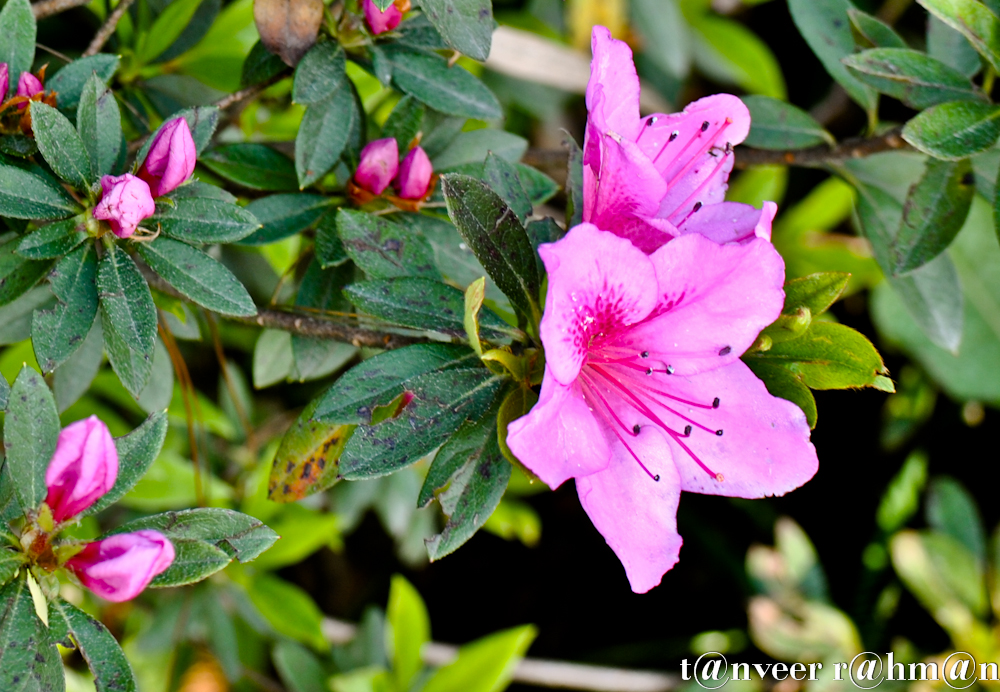 #Pink Azaleas – Seasonal Beautiful Flowers of Darjeeling