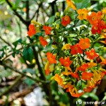 Unknown Flower - Seasonal Beautiful Flowers of Darjeeling