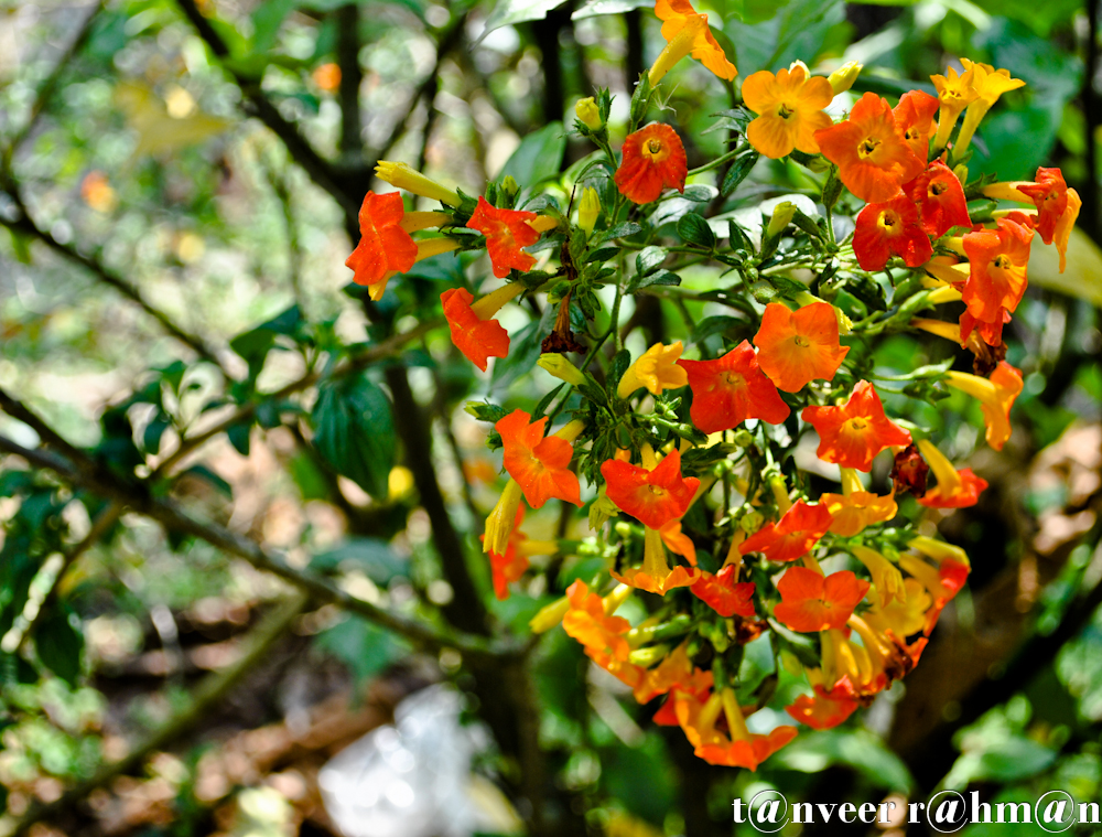 #Unknown Flower – Seasonal Beautiful Flowers of Darjeeling