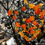 Unknown Flower - Seasonal Beautiful Flowers of Darjeeling