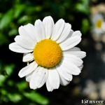 Daisy - Seasonal Beautiful Flowers of Darjeeling