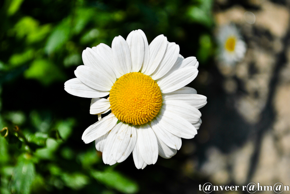 #Daisy – Seasonal Beautiful Flowers of Darjeeling