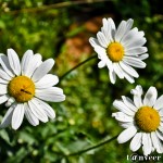 Daisy - Seasonal Beautiful Flowers of Darjeeling