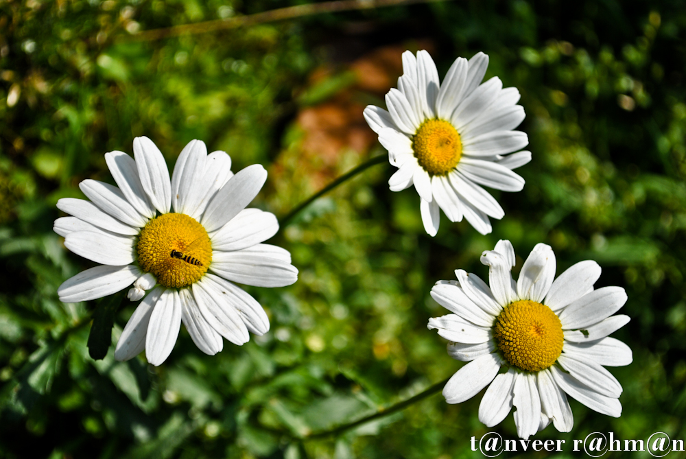 #Daisy – Seasonal Beautiful Flowers of Darjeeling