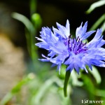 Classic Cornflower Blue - Seasonal Beautiful Flowers of Darjeeling