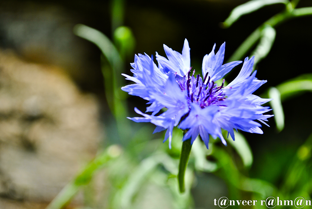 #Classic Cornflower Blue – Seasonal Beautiful Flowers of Darjeeling