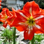 Amaryllis - Seasonal Beautiful Flowers of Darjeeling