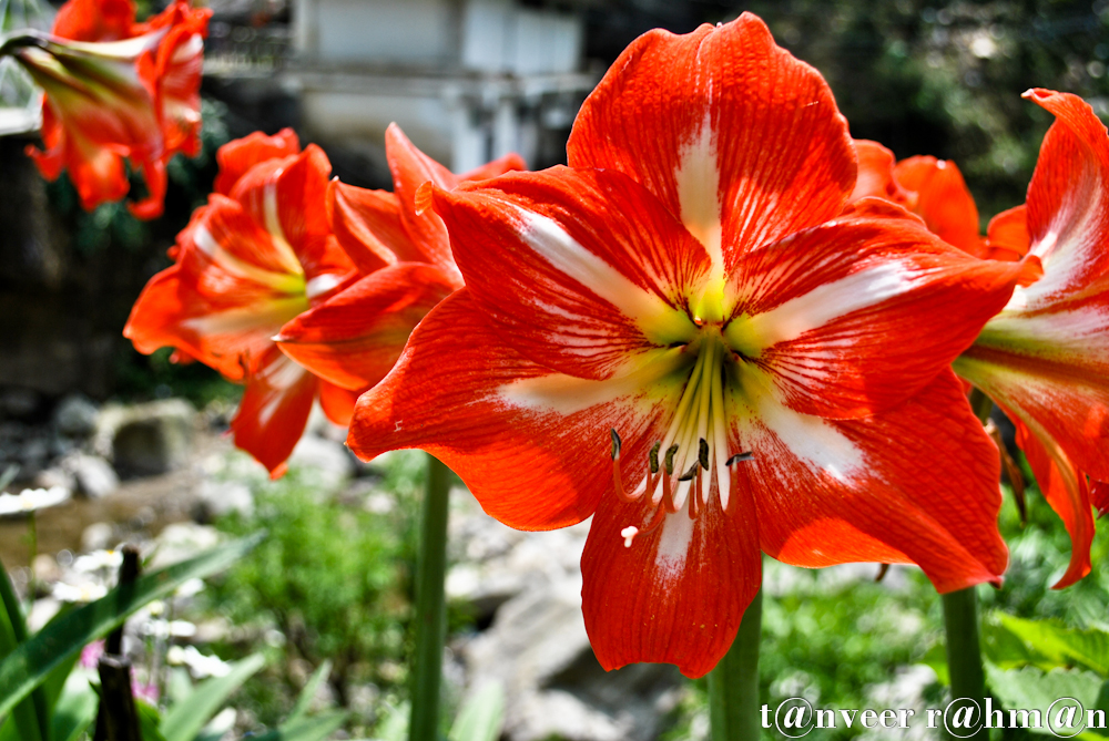 #Amaryllis – Seasonal Beautiful Flowers of Darjeeling