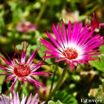 Shasta daisy - Seasonal Beautiful Flowers of Darjeeling