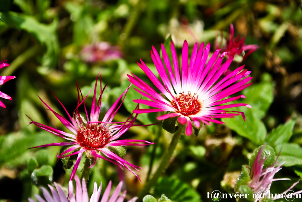 #Shasta daisy – Seasonal Beautiful Flowers of Darjeeling
