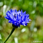 Classic Cornflower Blue - Seasonal Beautiful Flowers of Darjeeling