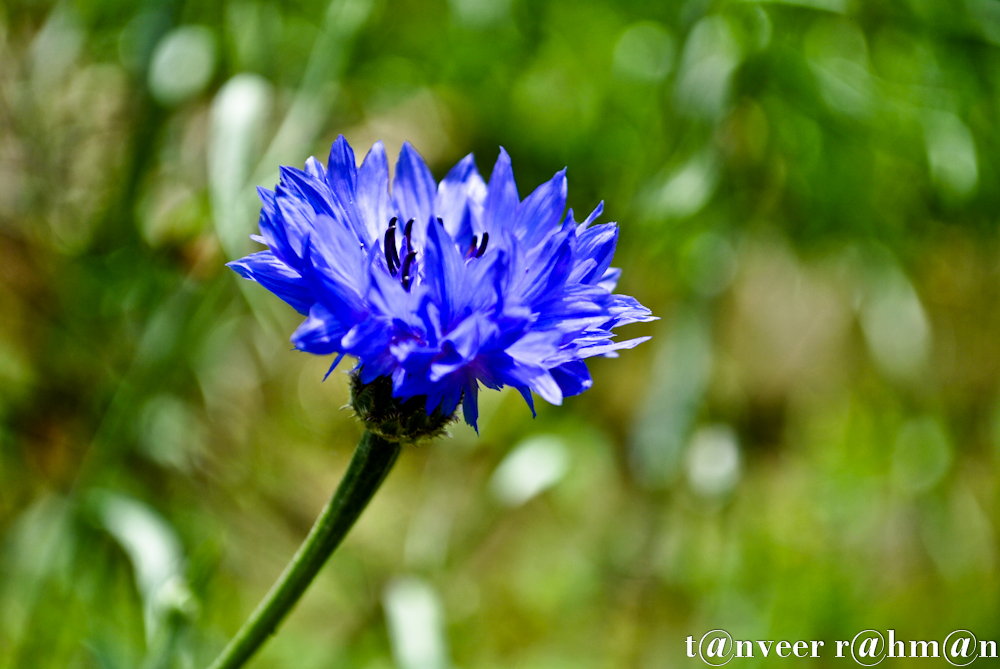 #Classic Cornflower Blue – Seasonal Beautiful Flowers of Darjeeling