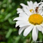 Daisy - Seasonal Beautiful Flowers of Darjeeling