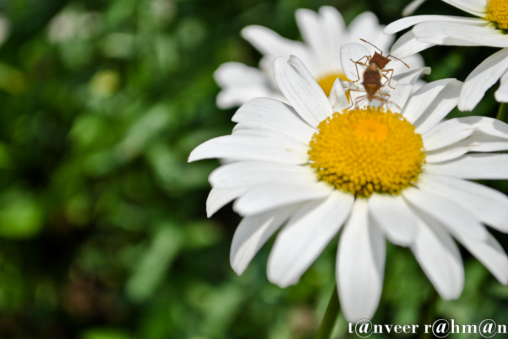 #Daisy – Seasonal Beautiful Flowers of Darjeeling