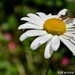 Daisy - Seasonal Beautiful Flowers of Darjeeling