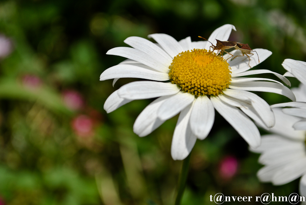 #Daisy – Seasonal Beautiful Flowers of Darjeeling