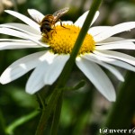 Daisy - Seasonal Beautiful Flowers of Darjeeling