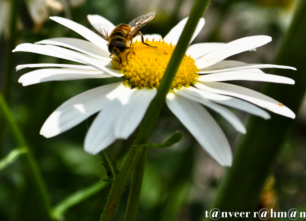 #Daisy – Seasonal Beautiful Flowers of Darjeeling