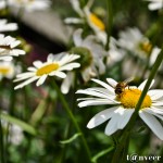 Daisy - Seasonal Beautiful Flowers of Darjeeling