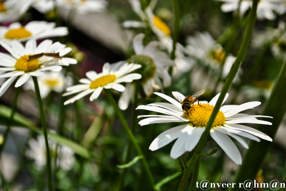 #Daisy – Seasonal Beautiful Flowers of Darjeeling