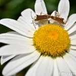 Daisy - Seasonal Beautiful Flowers of Darjeeling