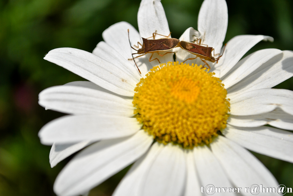 #Daisy – Seasonal Beautiful Flowers of Darjeeling