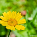 Yellow Daisy - Seasonal Beautiful Flowers of Darjeeling