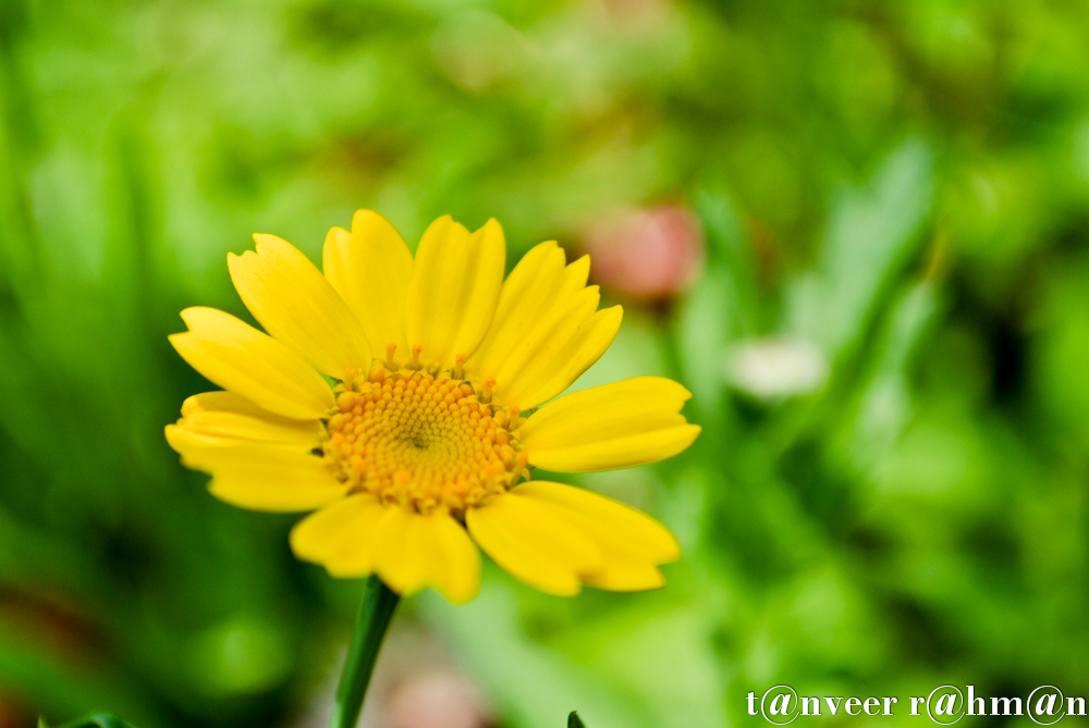 #Yellow Daisy – Seasonal Beautiful Flowers of Darjeeling