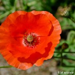 Oriental poppy - Seasonal Beautiful Flowers of Darjeeling