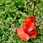 Oriental poppy - Seasonal Beautiful Flowers of Darjeeling