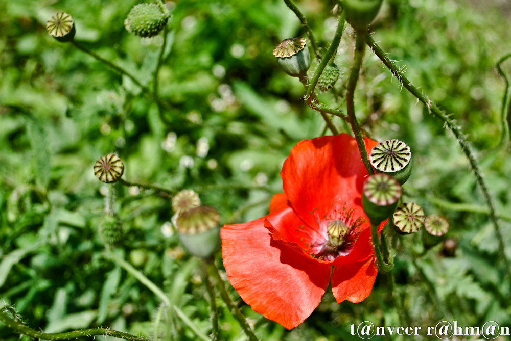 #Oriental poppy – Seasonal Beautiful Flowers of Darjeeling