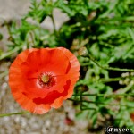 Oriental poppy - Seasonal Beautiful Flowers of Darjeeling