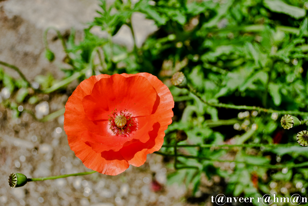 #Oriental poppy – Seasonal Beautiful Flowers of Darjeeling