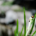 Lady bug on a flower bud - Seasonal Beautiful Flowers of Darjeeling