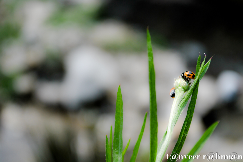 #Lady bug on a flower bud – Seasonal Beautiful Flowers of Darjeeling