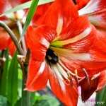 Amaryllis - Seasonal Beautiful Flowers of Darjeeling