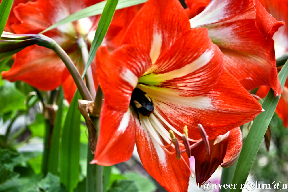 #Amaryllis – Seasonal Beautiful Flowers of Darjeeling