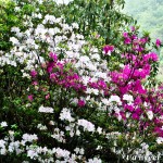 White & crimson azaleas - Seasonal Beautiful Flowers of Darjeeling